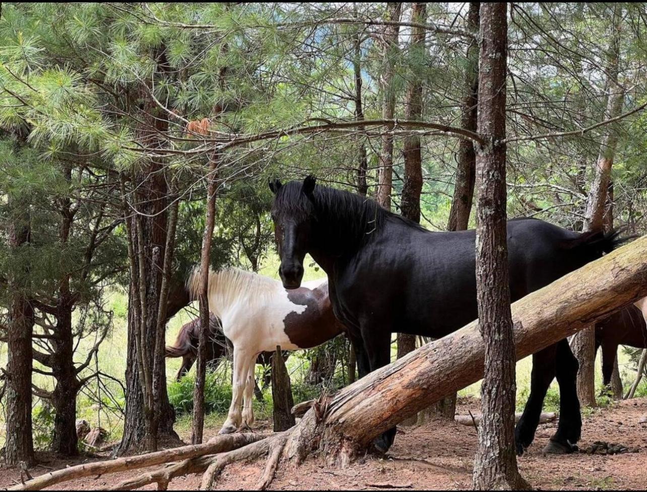 On Dolly Time 1 Mile From Dollywood Villa Pigeon Forge Ngoại thất bức ảnh